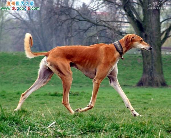 世界上最贵的狗,牧羊犬贡特尔四世财产约22亿698 / 作者:UFO爱好者 / 帖子ID:83757