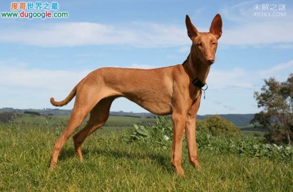 世界上最贵的狗,牧羊犬贡特尔四世财产约22亿753 / 作者:UFO爱好者 / 帖子ID:83757