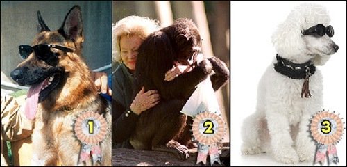 世界上最贵的狗,牧羊犬贡特尔四世财产约22亿485 / 作者:UFO爱好者 / 帖子ID:83757