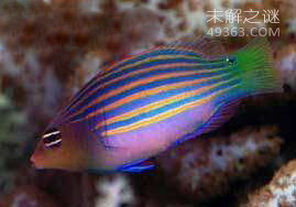 能上岸还能爬树的弹涂鱼，十种特殊的鱼类191 / 作者:UFO爱好者 / 帖子ID:83157