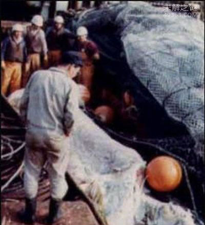 日本1977年巨型海怪尸体事件:海怪重量约2吨693 / 作者:UFO爱好者 / 帖子ID:76659