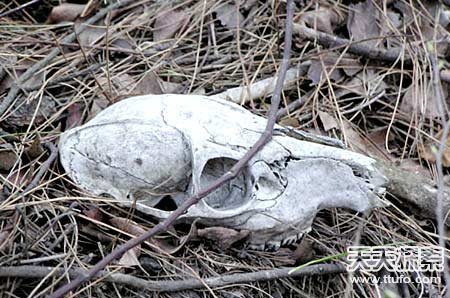 全球神祕之地盘点：幽深的蓝色墓穴 无脑婴儿产地53 / 作者:UFO爱好者 / 帖子ID:85696