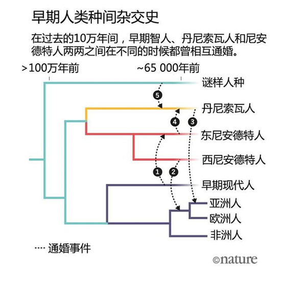 尼安德特人和智人有没有后代?白黄种人体内有的尼安德特人基因480 / 作者:UFO爱好者 / 帖子ID:78048