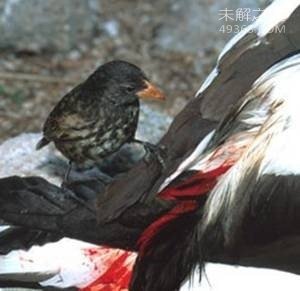 吸血鬼鹿图片曝光 尖牙伸出嘴外攻击力强406 / 作者:UFO爱好者 / 帖子ID:83680