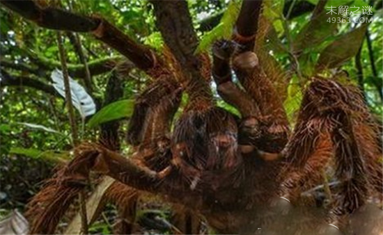 世界上超级巨型生物,巨蜘蛛竟然能够吃人496 / 作者:UFO爱好者 / 帖子ID:84756