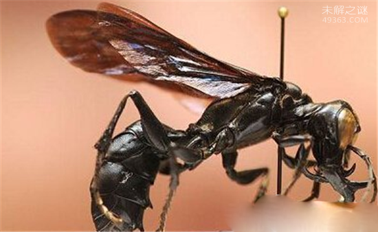 世界上超级巨型生物,巨蜘蛛竟然能够吃人948 / 作者:UFO爱好者 / 帖子ID:84756