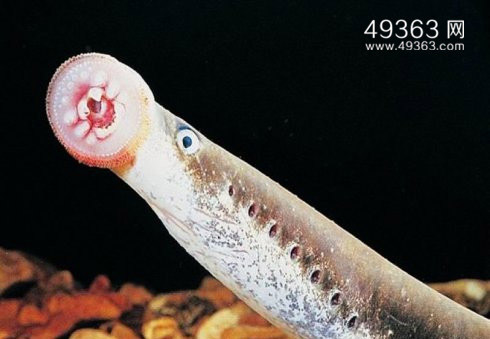 水中吸血鬼七腮鳗,附在鱼身吸血啃肉（图片）9 / 作者:UFO爱好者 / 帖子ID:66910