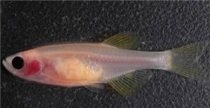 透明生物鳄冰鱼：盘点各种怪异透明物种501 / 作者:UFO爱好者 / 帖子ID:85620