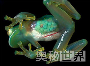 透明生物鳄冰鱼：盘点各种怪异透明物种431 / 作者:UFO爱好者 / 帖子ID:85620