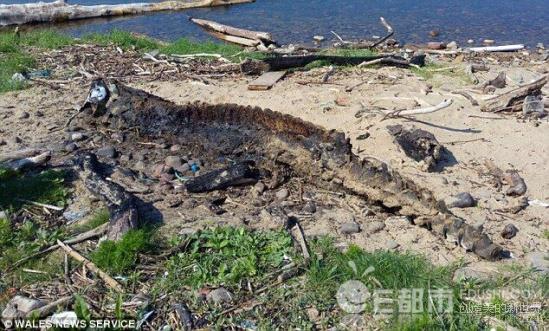 布雷路怪兽：威斯康辛州埃尔克霍恩乡村道路神秘生物670 / 作者:UFO爱好者 / 帖子ID:78548