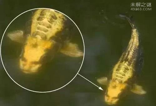 盘点真实存在的十大罕见生物：黑鳞鲛人、鸡冠蛇、昆仑胎913 / 作者:UFO爱好者 / 帖子ID:83758