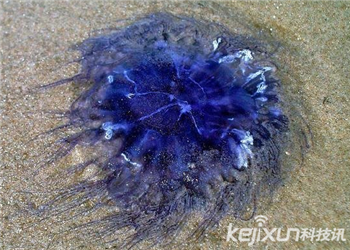 海洋奇特水母盘点：灯塔水母不会死亡的生物374 / 作者:UFO爱好者 / 帖子ID:85970