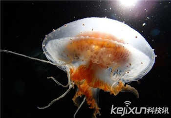 海洋奇特水母盘点：灯塔水母不会死亡的生物569 / 作者:UFO爱好者 / 帖子ID:85970