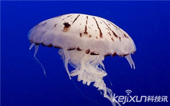 海洋奇特水母盘点：灯塔水母不会死亡的生物447 / 作者:UFO爱好者 / 帖子ID:85970