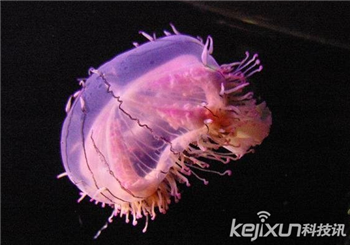 海洋奇特水母盘点：灯塔水母不会死亡的生物439 / 作者:UFO爱好者 / 帖子ID:85970