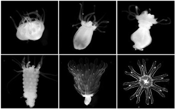 海洋奇特水母盘点：灯塔水母不会死亡的生物252 / 作者:UFO爱好者 / 帖子ID:85970