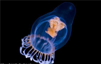海洋奇特水母盘点：灯塔水母不会死亡的生物316 / 作者:UFO爱好者 / 帖子ID:85970