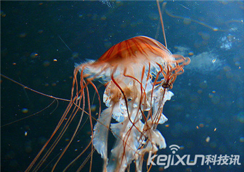 海洋奇特水母盘点：灯塔水母不会死亡的生物537 / 作者:UFO爱好者 / 帖子ID:85970