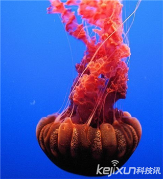 海洋奇特水母盘点：灯塔水母不会死亡的生物674 / 作者:UFO爱好者 / 帖子ID:85970