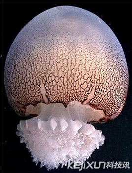 海洋奇特水母盘点：灯塔水母不会死亡的生物377 / 作者:UFO爱好者 / 帖子ID:85970