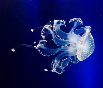 海洋奇特水母盘点：灯塔水母不会死亡的生物87 / 作者:UFO爱好者 / 帖子ID:85970