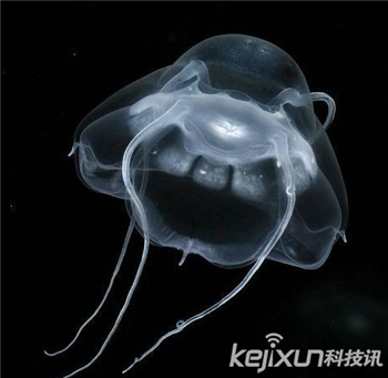海洋奇特水母盘点：灯塔水母不会死亡的生物169 / 作者:UFO爱好者 / 帖子ID:85970