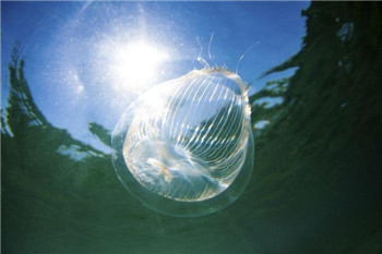 海洋奇特水母盘点：灯塔水母不会死亡的生物247 / 作者:UFO爱好者 / 帖子ID:85970