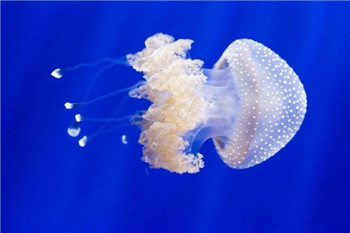 海洋奇特水母盘点：灯塔水母不会死亡的生物400 / 作者:UFO爱好者 / 帖子ID:85970