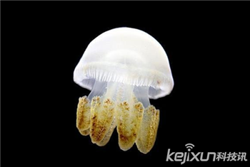 海洋奇特水母盘点：灯塔水母不会死亡的生物704 / 作者:UFO爱好者 / 帖子ID:85970