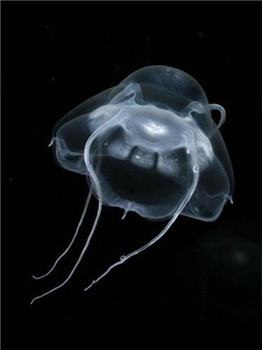 海洋奇特水母盘点：灯塔水母不会死亡的生物689 / 作者:UFO爱好者 / 帖子ID:85970