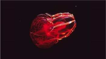 海洋奇特水母盘点：灯塔水母不会死亡的生物983 / 作者:UFO爱好者 / 帖子ID:85970