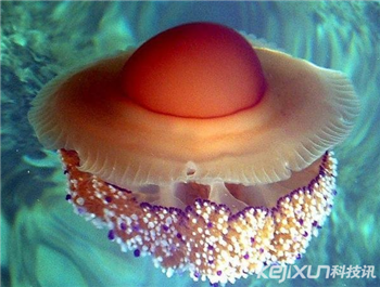 海洋奇特水母盘点：灯塔水母不会死亡的生物265 / 作者:UFO爱好者 / 帖子ID:85970