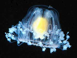 海洋奇特水母盘点：灯塔水母不会死亡的生物610 / 作者:UFO爱好者 / 帖子ID:85970