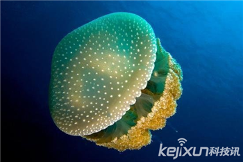 海洋奇特水母盘点：灯塔水母不会死亡的生物397 / 作者:UFO爱好者 / 帖子ID:85970