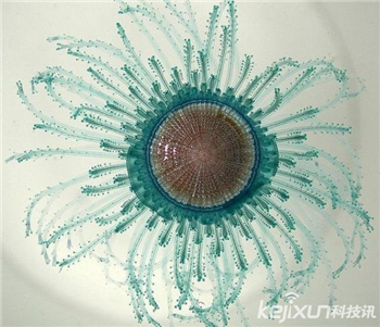 海洋奇特水母盘点：灯塔水母不会死亡的生物797 / 作者:UFO爱好者 / 帖子ID:85970