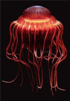 海洋奇特水母盘点：灯塔水母不会死亡的生物93 / 作者:UFO爱好者 / 帖子ID:85970