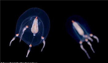 海洋奇特水母盘点：灯塔水母不会死亡的生物0 / 作者:UFO爱好者 / 帖子ID:85970