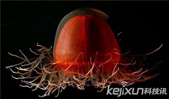 海洋奇特水母盘点：灯塔水母不会死亡的生物299 / 作者:UFO爱好者 / 帖子ID:85970