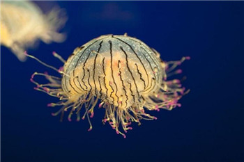 海洋奇特水母盘点：灯塔水母不会死亡的生物5 / 作者:UFO爱好者 / 帖子ID:85970