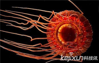 海洋奇特水母盘点：灯塔水母不会死亡的生物830 / 作者:UFO爱好者 / 帖子ID:85970