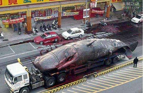 台湾运输体重50吨死鲸鱼发生爆炸，威力如炸弹197 / 作者:UFO爱好者 / 帖子ID:74780