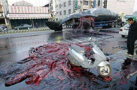 台湾运输体重50吨死鲸鱼发生爆炸，威力如炸弹82 / 作者:UFO爱好者 / 帖子ID:74780