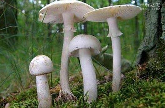 世界上最臭的蘑菇(红鬼笔)：带着鸡屎粘液的菌男人们都争着吃18 / 作者:UFO爱好者 / 帖子ID:80694