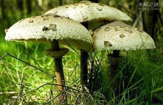 世界上最臭的蘑菇(红鬼笔)：带着鸡屎粘液的菌男人们都争着吃261 / 作者:UFO爱好者 / 帖子ID:80694