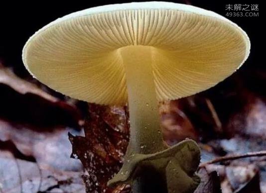 世界上最臭的蘑菇(红鬼笔)：带着鸡屎粘液的菌男人们都争着吃556 / 作者:UFO爱好者 / 帖子ID:80694