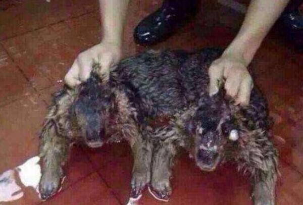水猴子真的存在吗，实为变异的水獭（拉小孩入水淹死）212 / 作者:UFO爱好者 / 帖子ID:103542