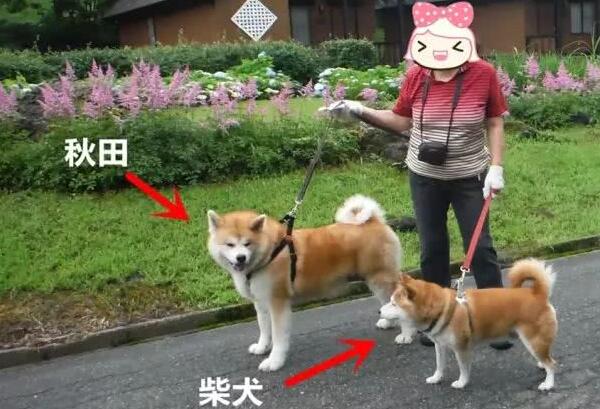 柴犬和秋田犬的区别，柴犬嘴尖更活泼（秋田犬体型大毛更长）286 / 作者:UFO爱好者 / 帖子ID:91774