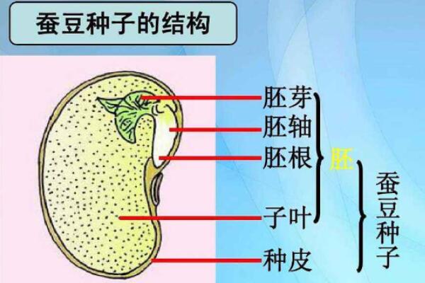 单子叶植物与双子叶植物的区别，胚、根、茎、叶、花各不同970 / 作者:UFO爱好者 / 帖子ID:91491