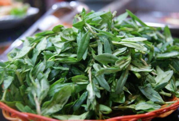 枸杞叶和什么相克，绿茶、螃蟹、牛肉、乳制品/一起食用对人有害694 / 作者:UFO爱好者 / 帖子ID:91271