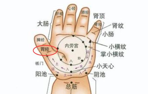 幼儿健脾胃的推拿手法，揉脾经、胃经200次（可促进消化）983 / 作者:UFO爱好者 / 帖子ID:91001